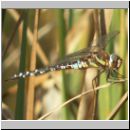 Aeshna mixta - Herbst-Mosaikjungfer m13.jpg